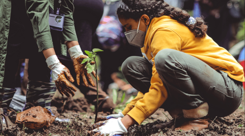 Planting trees for businesses carbon nagative solution