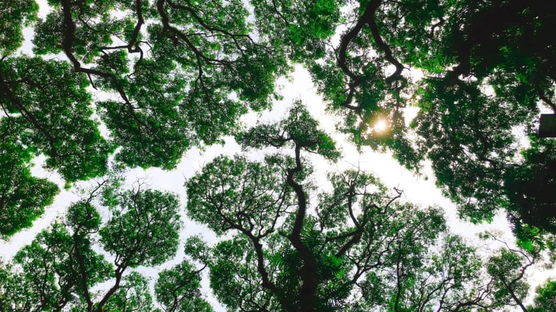 looking up view of green trees