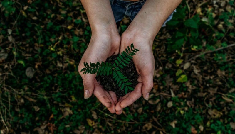 image of young woman holding a tree seedling to represent sustainable growth