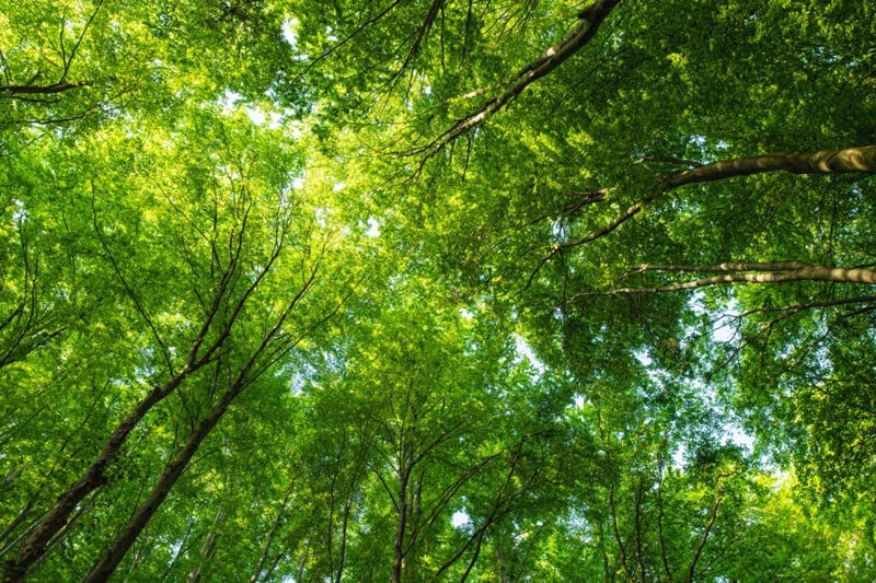 tree conservation as an effective offset