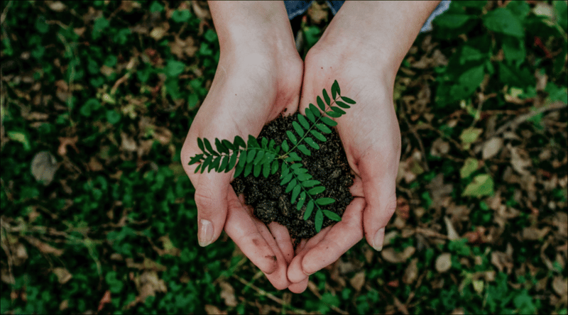 two hands holding a tree sapling